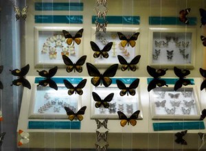 insect museum in Jakarta