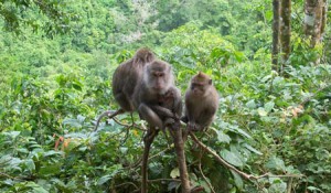 Pusuk Monkey Forest Indonesia