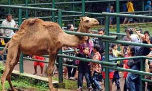 Kebun binatang Bandung