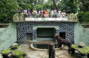 Kandang beruang di Kebun binatang Bandung