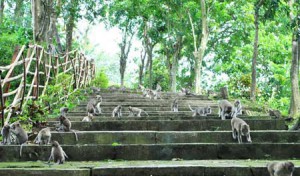 Monkey Park Goa Kreo Semarang