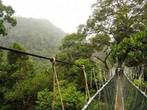 Wanagama Forest Yogyakarta Indonesia
