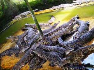 Crocodile Breeding Indonesia