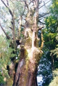 Pohon walitis