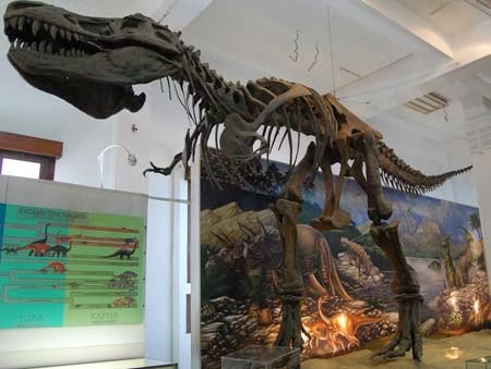 Koleksi museum geologi Bandung 3