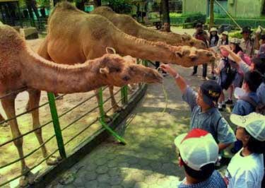 Camel at Surabaya Zoo