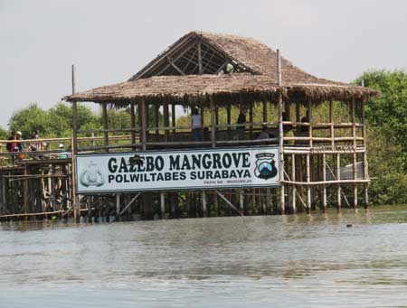 Ekowisata mangrove Wonorejo 3