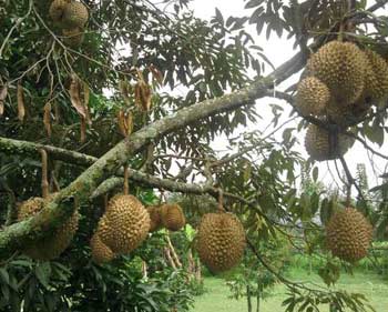 Taman durian