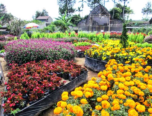 Taman bunga Bandung