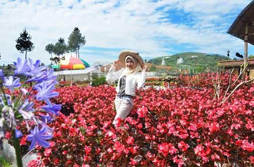 Taman Bunga Begonia Lembang Bandung 