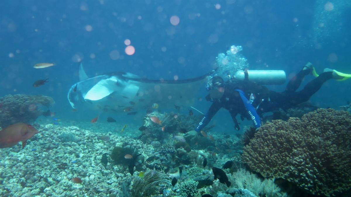 Indonesia The Best Dive Destination 2017